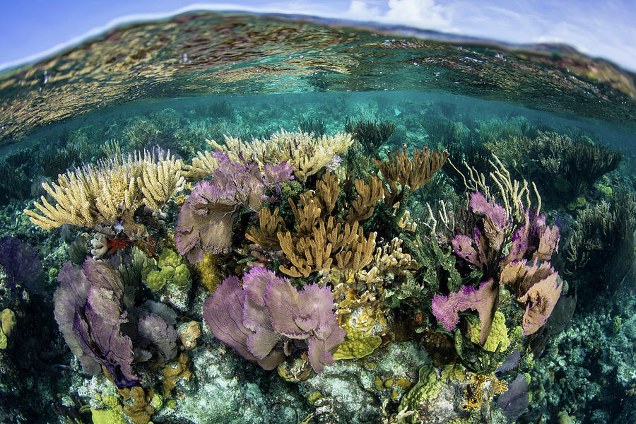 A Split Level View Of A Coral Reef #6 Photograph by Ethan Daniels