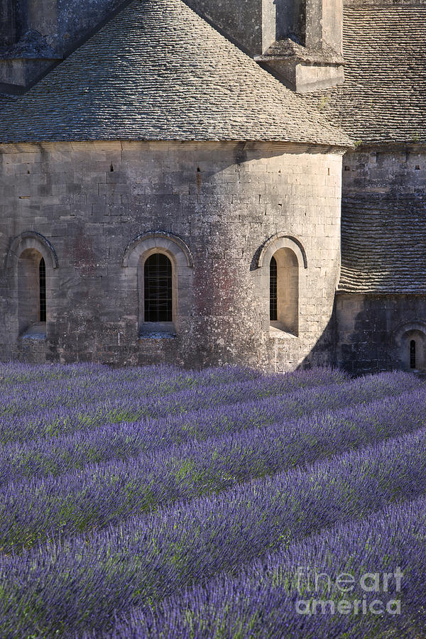 Abbaye de Senanque - Lavender - Provence France Photograph by Brian Jannsen