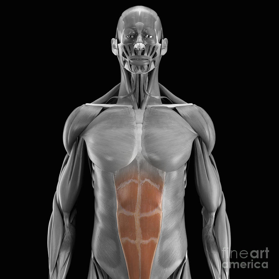 Abdominal Muscles #6 Photograph by Science Picture Co