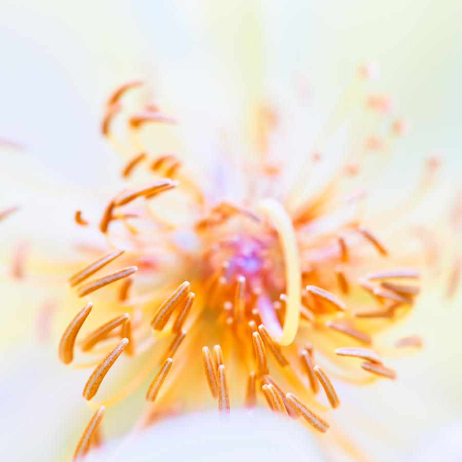 Abstract Flower #6 Photograph by U Schade