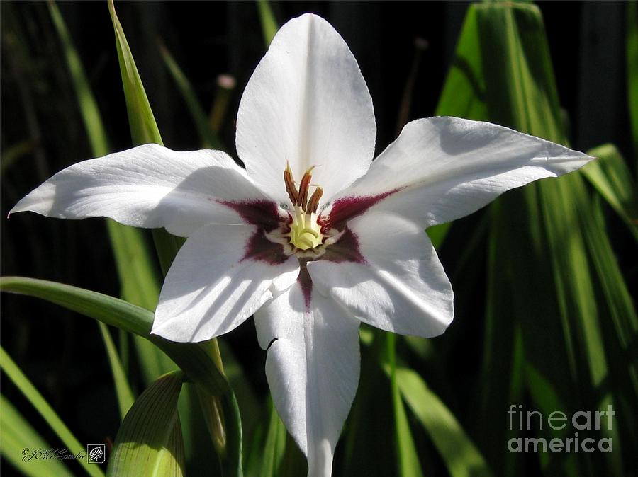Flower Photograph - Acidanthera or Peacock Gladiolus #6 by J McCombie