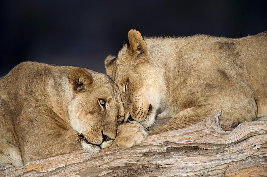 Animal Photograph - African lions #6 by Science Photo Library