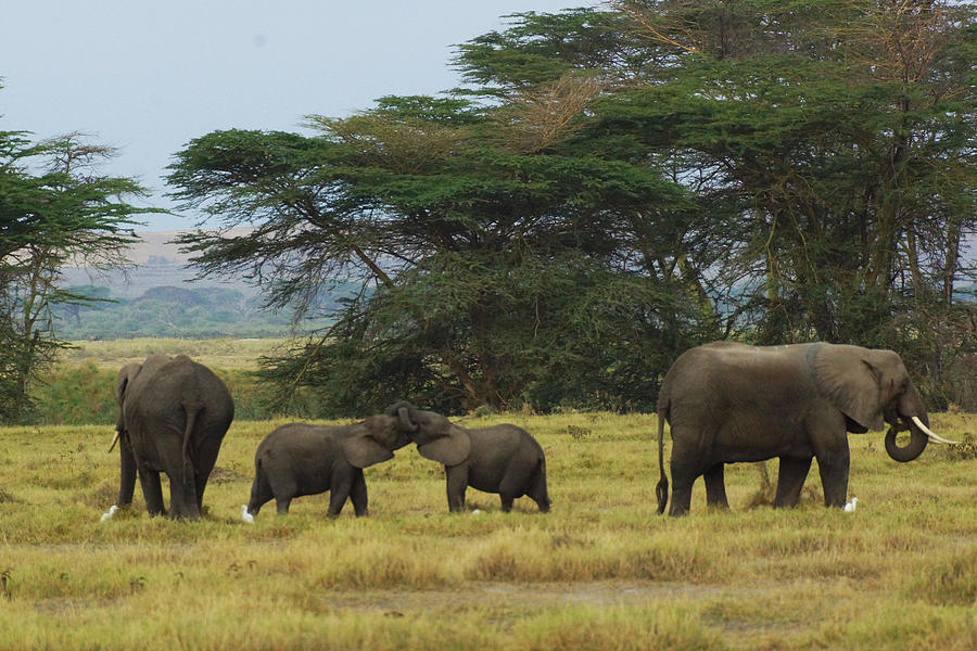 African Safari Photograph by Ronald Salzetti - Fine Art America