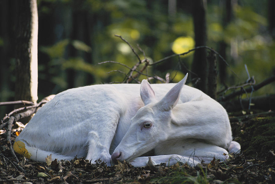 Albino White-tailed Deer #6 Photograph by Thomas And Pat Leeson