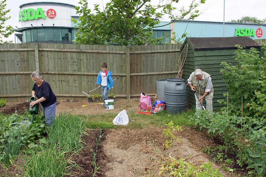 Allotment Cultivation Photograph by David Woodfall Images/science Photo ...