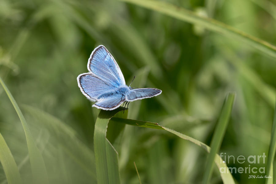 Amandas Blue Butterfly #6 Photograph by Jivko Nakev