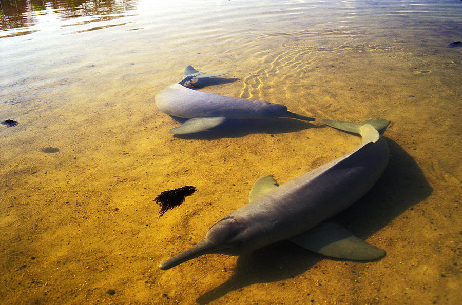 Amazon River Dolphin #6 Photograph by Greg Ochocki