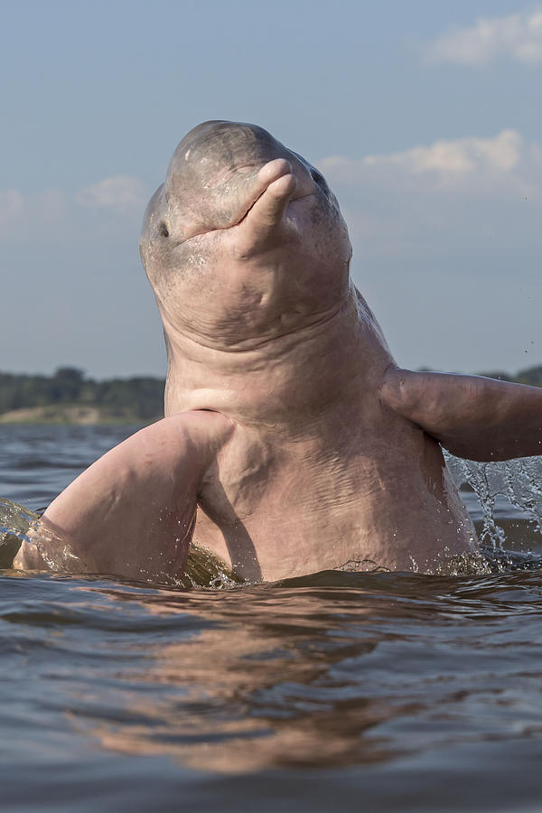 Amazon River Dolphin #6 Photograph by M. Watson