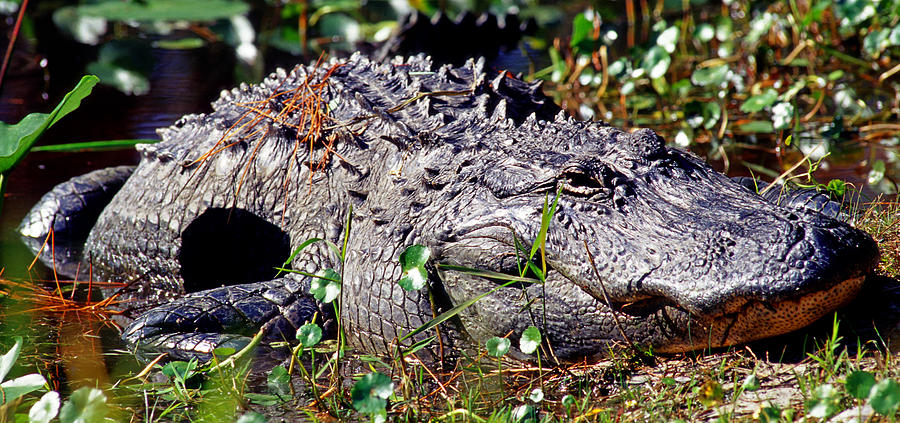 American Alligator Alligator #6 Photograph by Millard H. Sharp