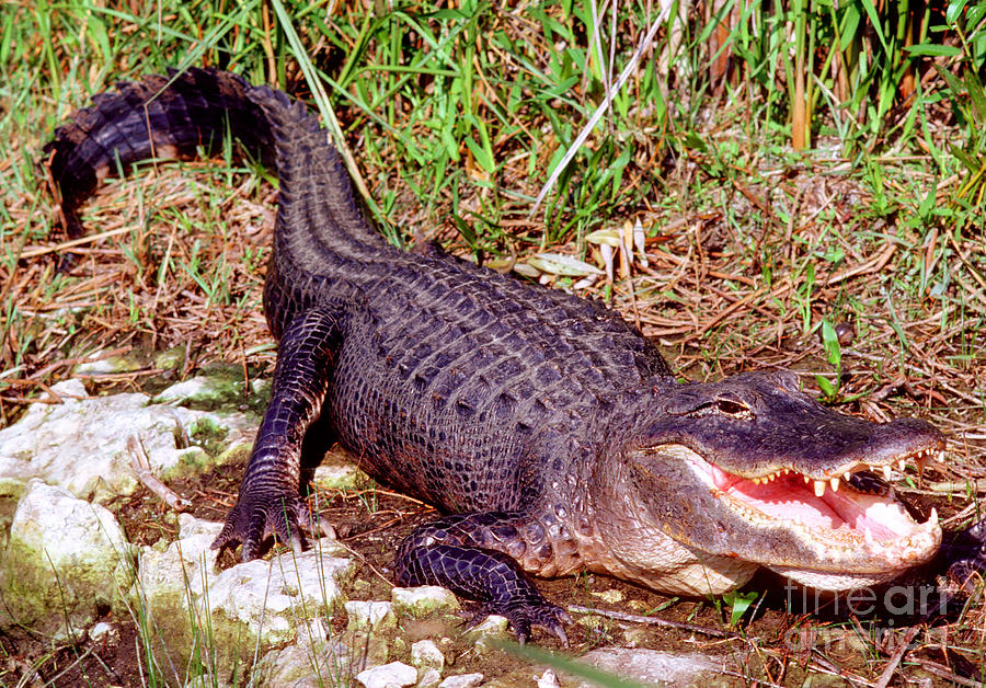 American Alligator #6 Photograph by Millard H. Sharp