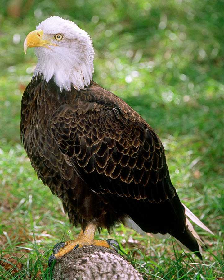American Bald Eagle #6 Photograph by Millard H. Sharp