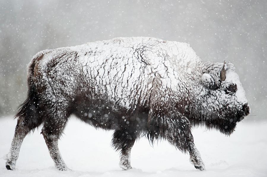 American Bison #6 Photograph by Dr P. Marazzi/science Photo Library