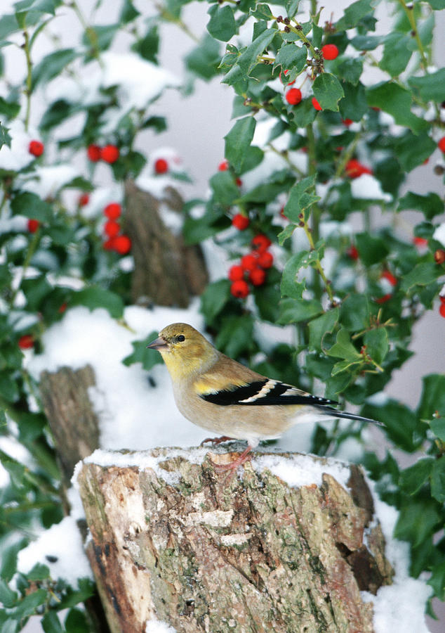 American Goldfinch Photograph - American Goldfinch (carduelis Tristis by Richard and Susan Day American Goldfinch Photograph - American Goldfinch (carduelis Tristis by Richard and Susan Day