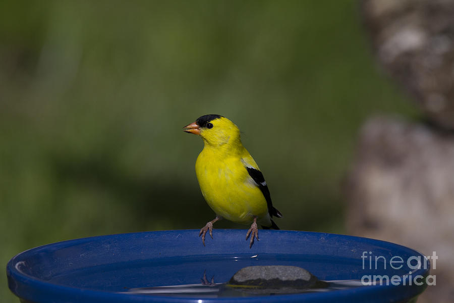 American Goldfinch #6 Photograph by Linda Freshwaters Arndt