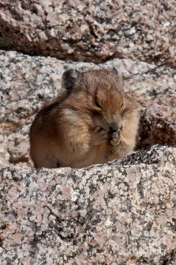 American Pika #6 Photograph by Fred Stearns