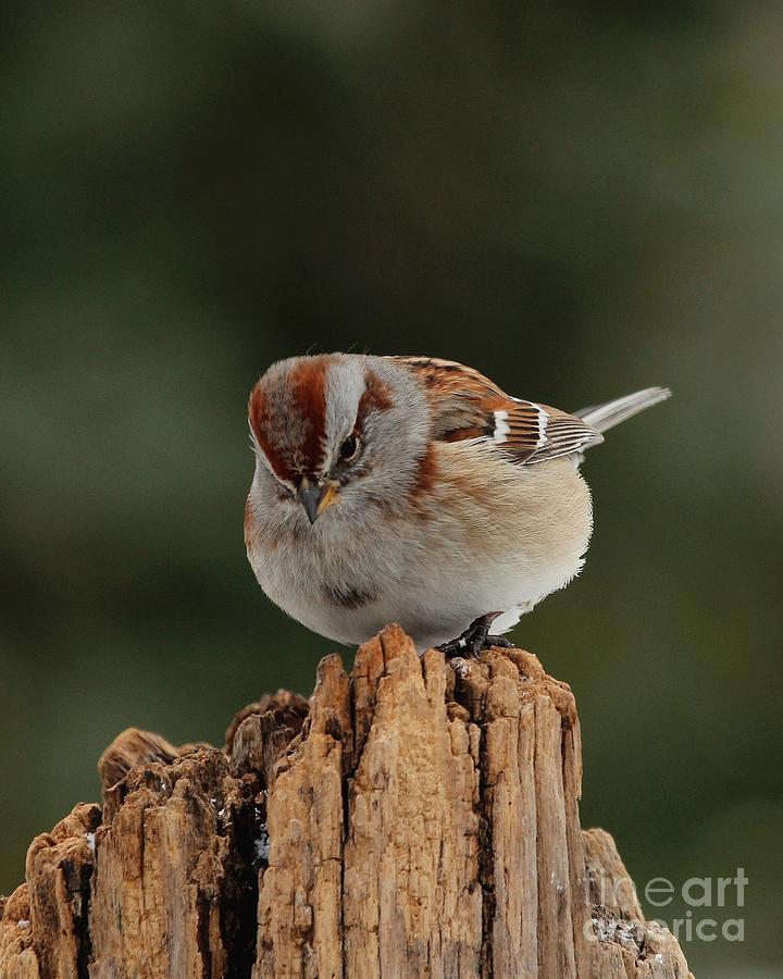 American Tree Sparrow #6 Photograph by Jack R Brock