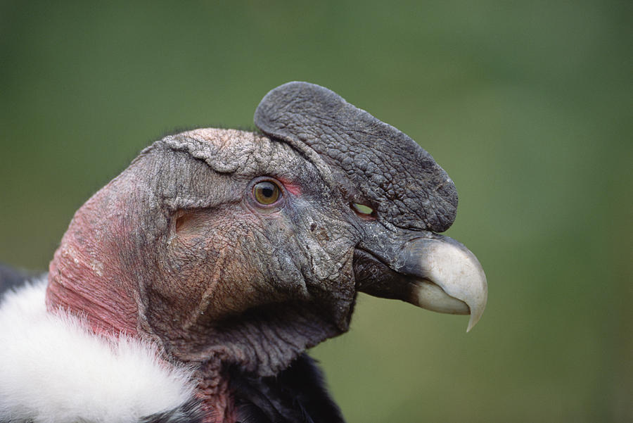 Andean Condor Male Cayambe Ecuador #6 Photograph by Tui De Roy