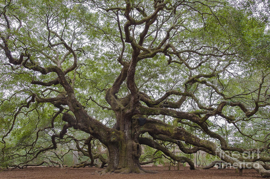 Sc Angel Oak Tree Photograph