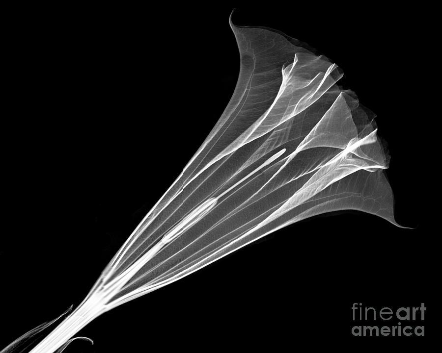 Flowers Still Life Photograph - Angel Trumpet Blossom X-ray #6 by Bert Myers
