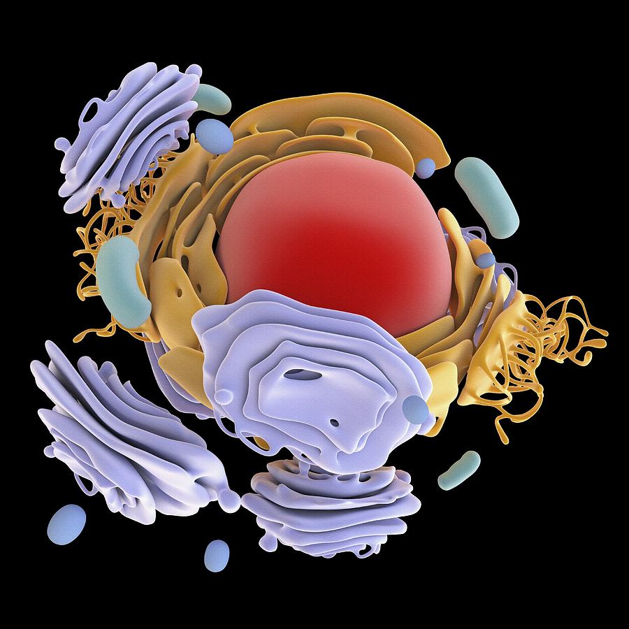 Animal cell organelles, artwork Photograph by Science ...