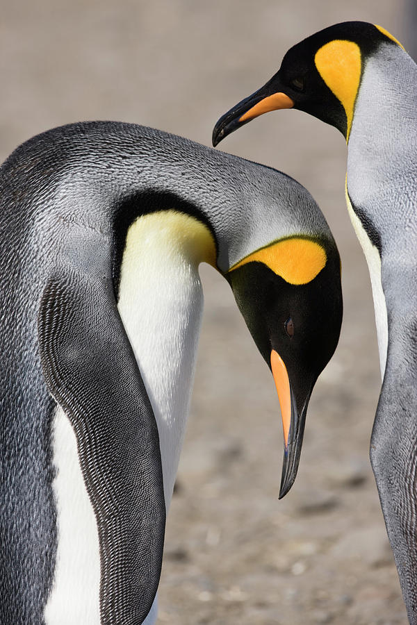 Penguin Photograph - Antarctica, South Georgia, Salisbury #6 by Jaynes Gallery