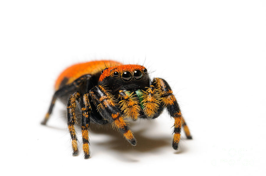 Regal Jumping Spider Jumping #4 Jigsaw Puzzle by Scott Linstead - Pixels  Puzzles