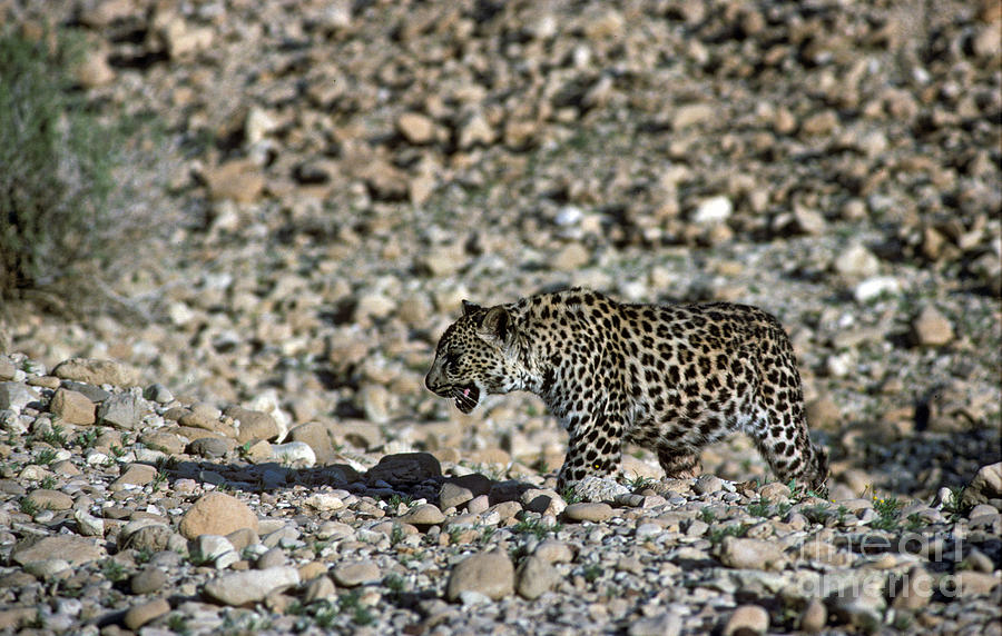 Arabian leopard Panthera pardus #6 Photograph by Eyal Bartov