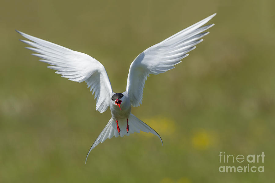 Arctic Tern #6 Photograph by John Shaw