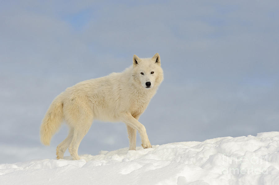 Arctic Wolf #6 Photograph by John Shaw