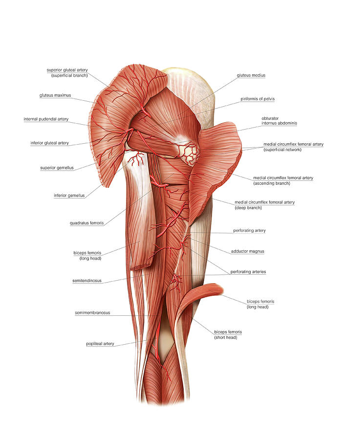 Bones Arteries Veins of Left Leg - Order