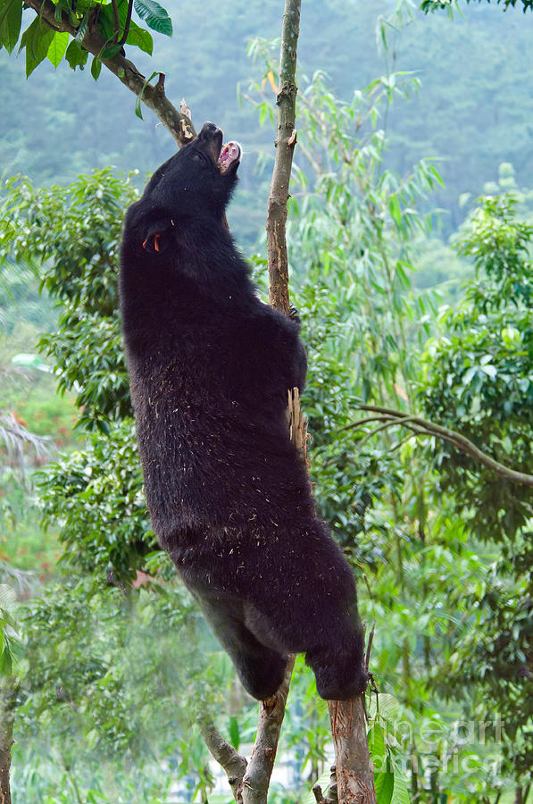 Asian Black Bear #6 Photograph by Mark Newman