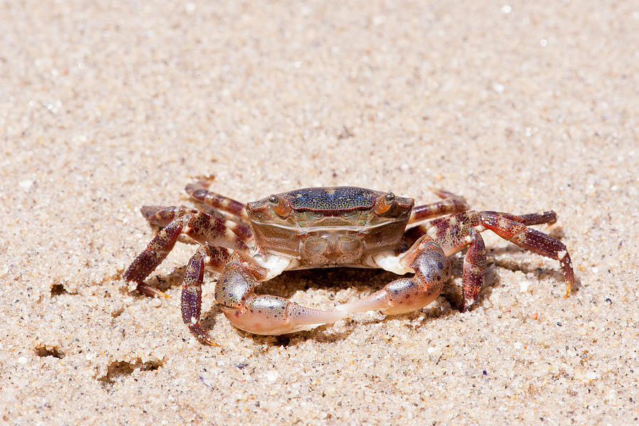 Asian Shore Crab #6 Photograph by Andrew J. Martinez