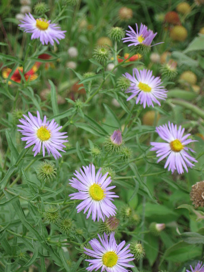 6 Asters Left Photograph by Ron Monsour