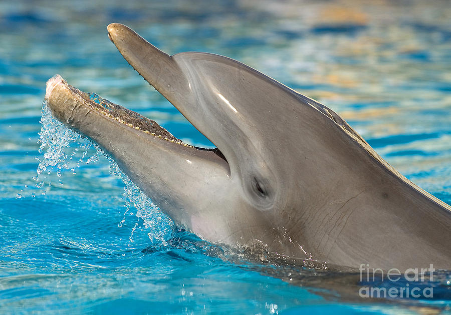 Atlantic Bottlenose Dolphin #6 Photograph by Millard H. Sharp