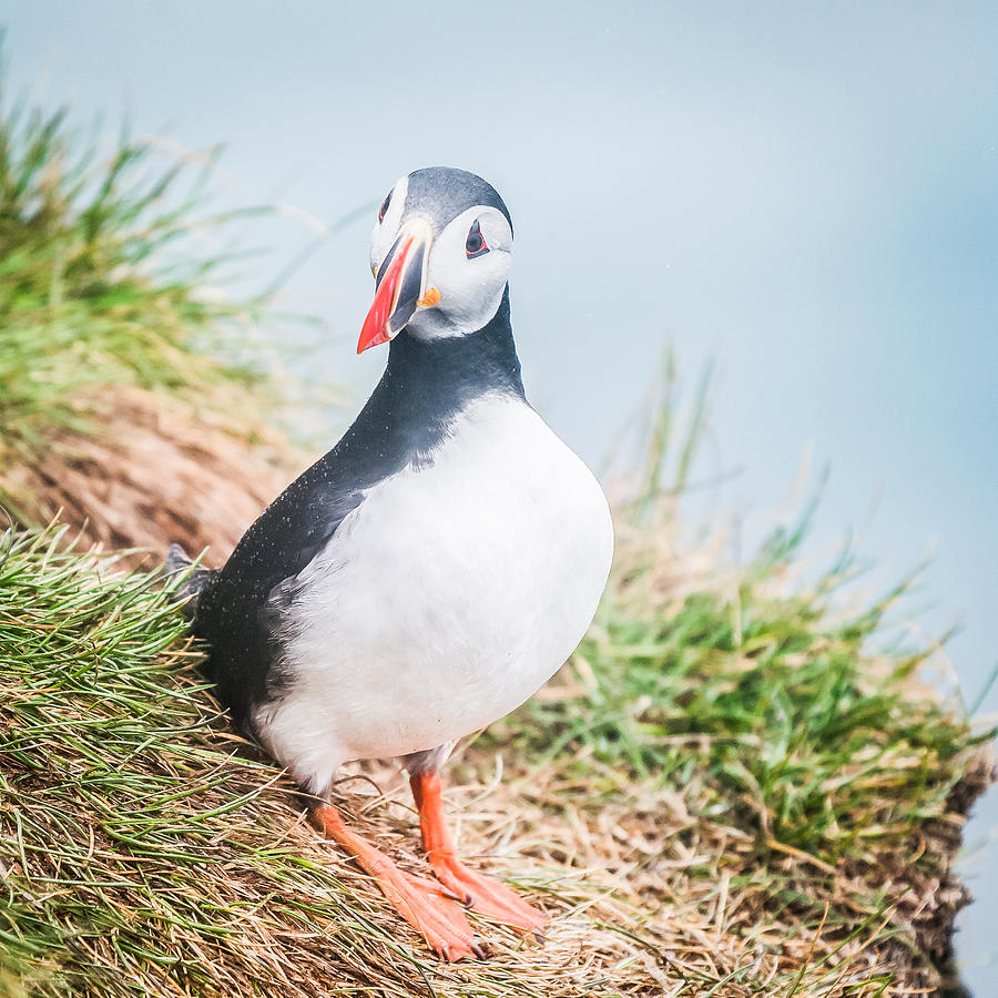 atlantic puffin atlantic puffin