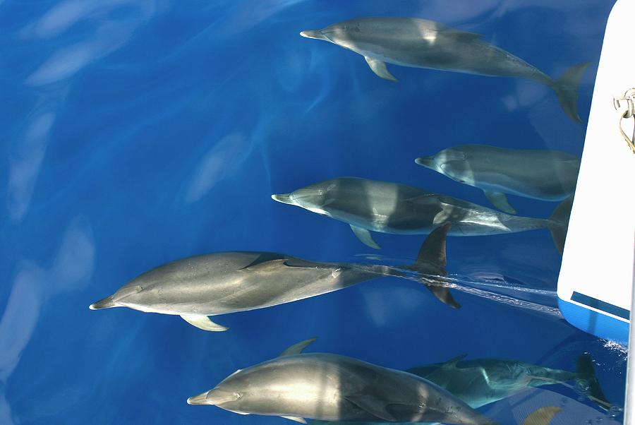 Atlantic Spotted Dolphins Photograph by Christopher Swann/science Photo ...