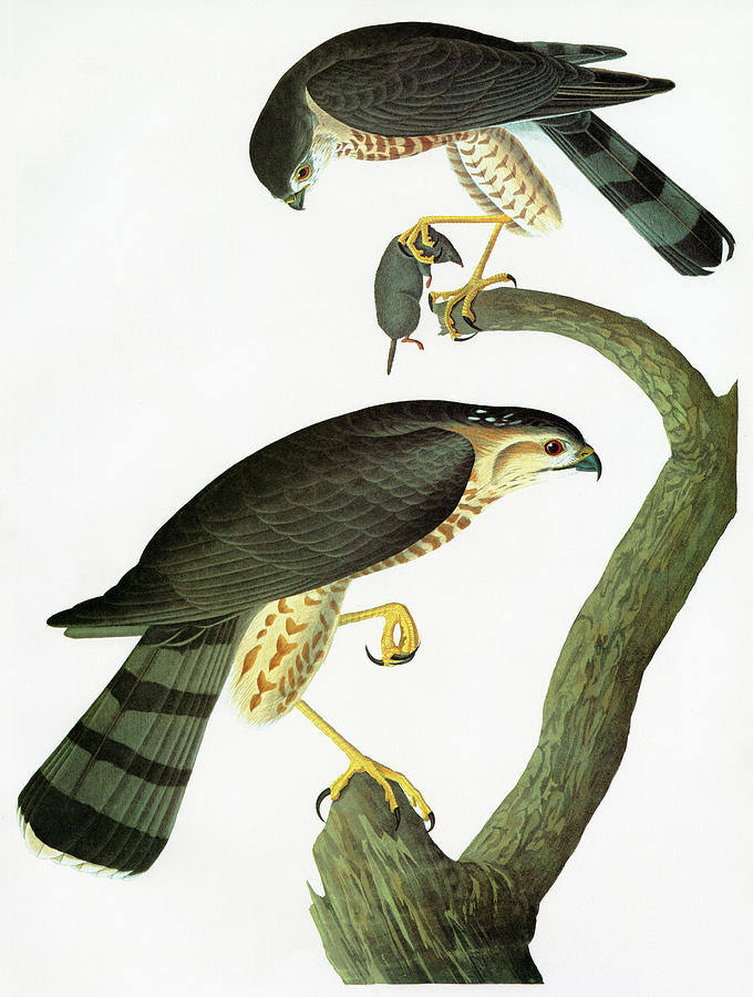 Audubon Hawk #6 Painting by Granger