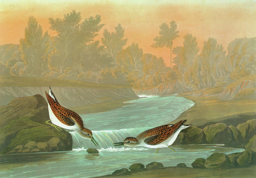Sandpiper Painting - Audubon Sandpiper #6 by Granger