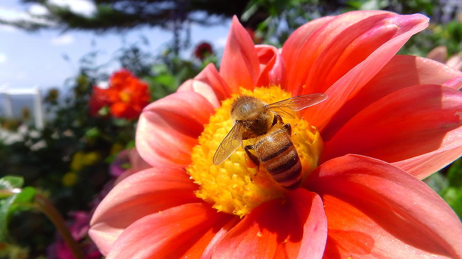 Australia Photograph - Australia - The Bees #37 by Jeffrey Shaw