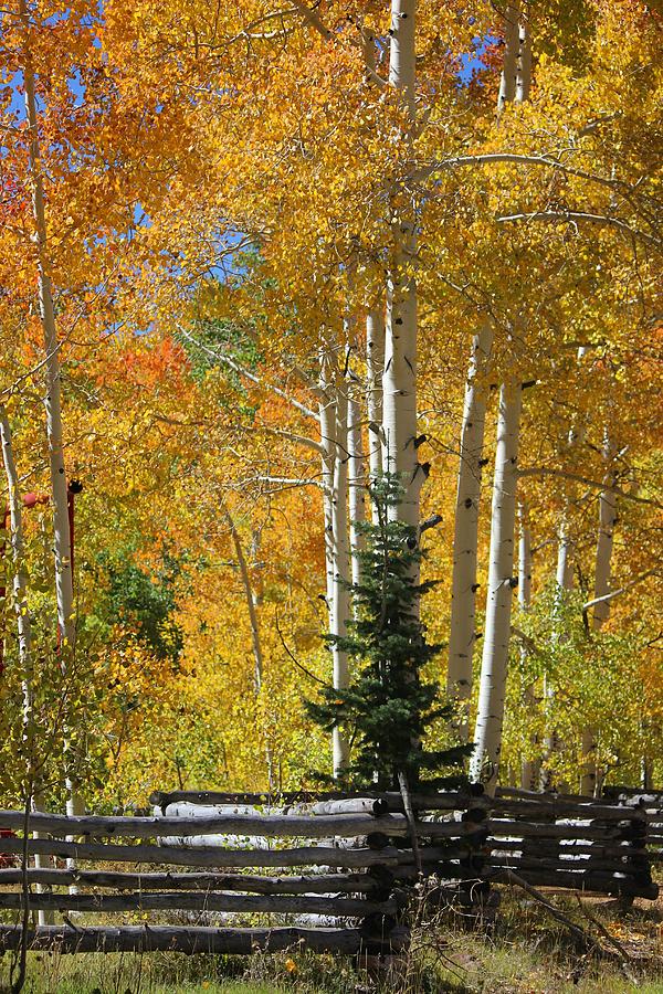 Autumn Cedar Mountain Utah #6 Photograph by Douglas Miller