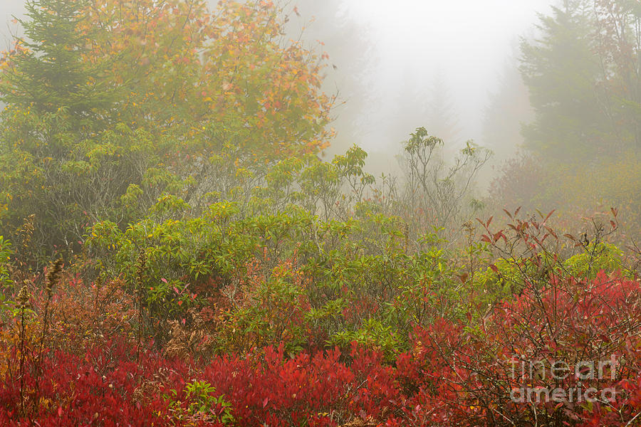 Fall Photograph - Autumn Fog Dolly Sods #6 by Thomas R Fletcher
