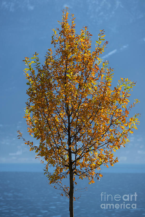 Autumn tree #6 Photograph by Mats Silvan