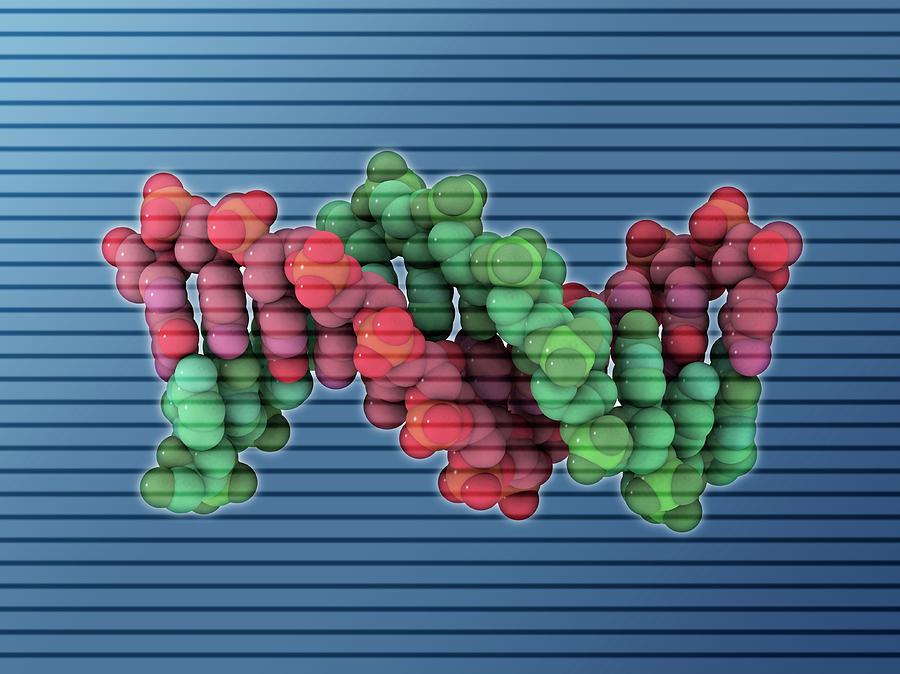 B-dna Molecule Photograph By Laguna Design/science Photo Library - Pixels