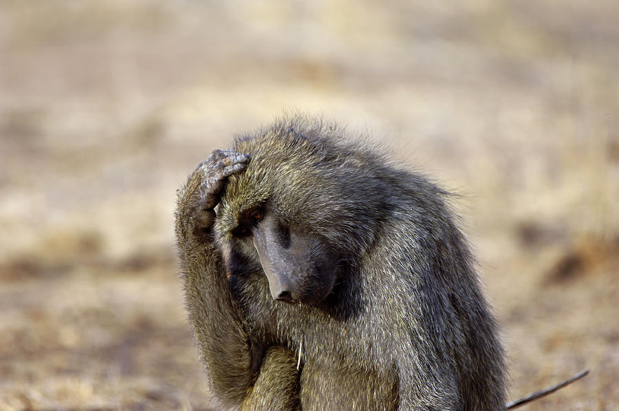 Baboon #6 Photograph by Dr P. Marazzi/science Photo Library