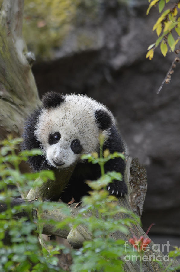 Baby Giant Panda #1 Photograph by Mark Newman