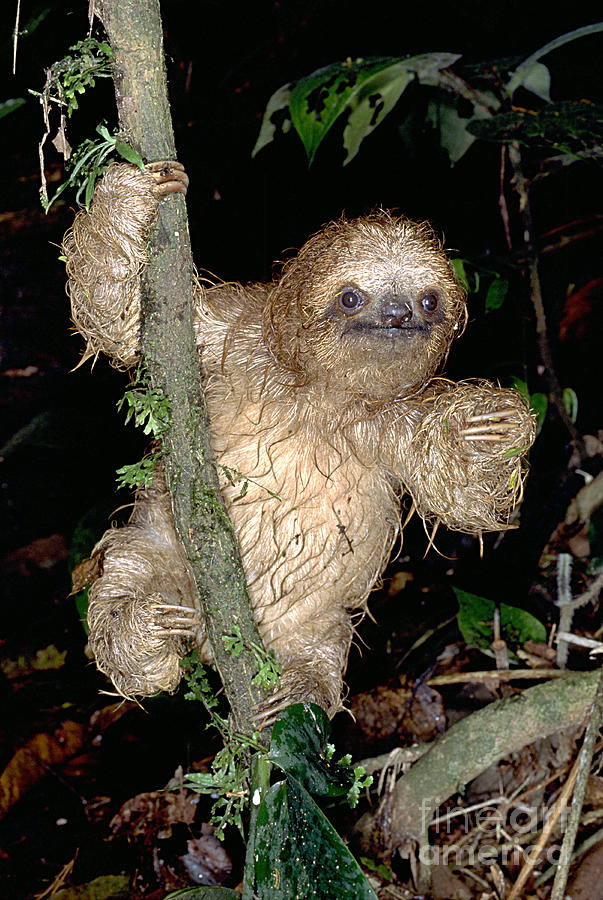 Animal Photograph - Baby Three-toed Sloth #6 by Gregory G. Dimijian, M.D.
