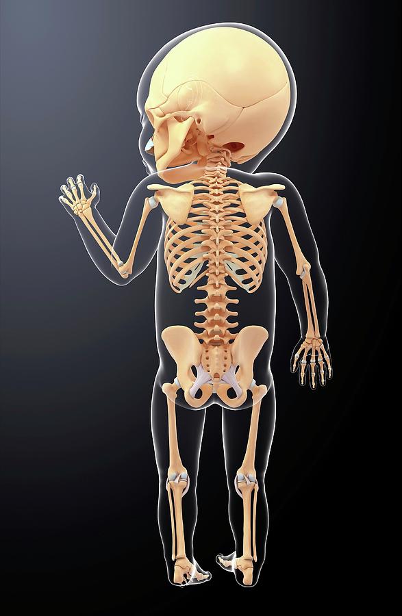 Baby's Skeletal System #6 Photograph by Pixologicstudio / Science