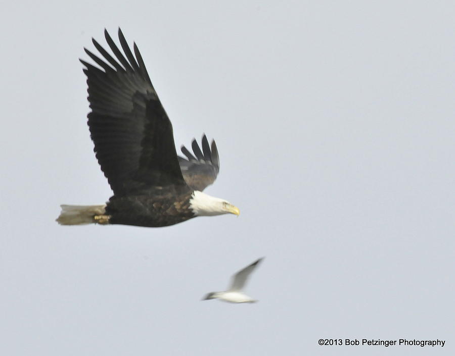 Eagle Photograph - Bald Eagle #6 by Bob Petzinger