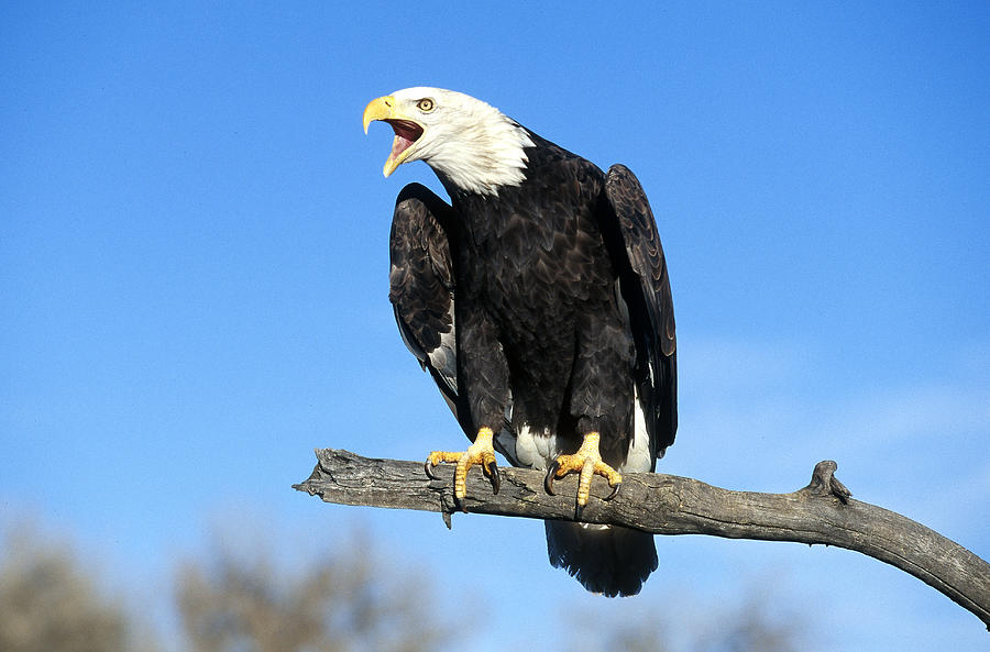 Bald Eagle #6 Photograph by Jeffrey Lepore