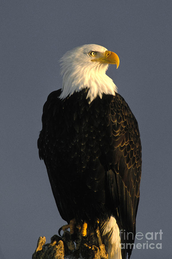 Bald Eagle #6 Photograph by Ron Sanford